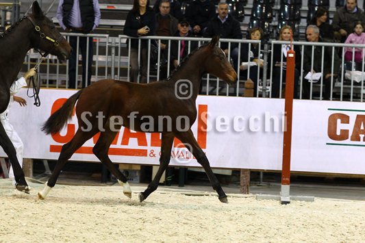 PAN CARRE_MILANO_2010_SS3_8366.jpg